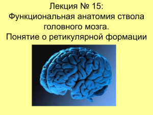 Функции среднего мозга