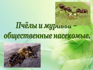Пчёлы и муравьи