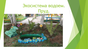 Экосистема пруд - Детский сад № 457