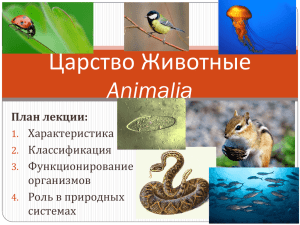 Царство Животные Animalia План лекции: Характеристика