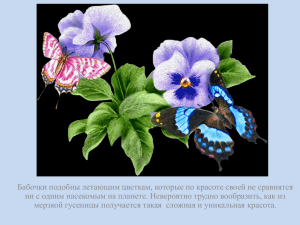 Бабочки подобны летающим цветкам, которые по красоте своей не сравнятся
