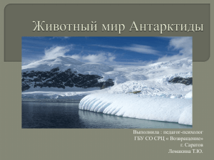 Животный мир Антарктиды (презентация)