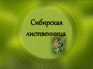 Сибирская лиственница