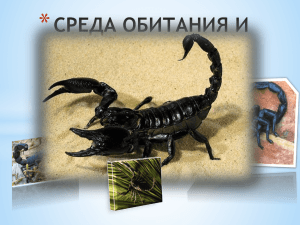 Ядовитые скорпионы