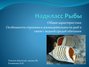 Общая характеристика Особенности строения и жизнедеятельности рыб в