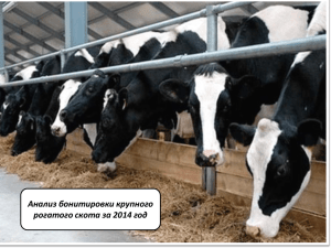 Анализ бонитировки крупного рогатого скота