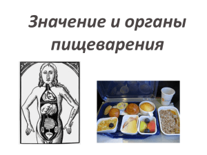 Значение и органы пищеварения