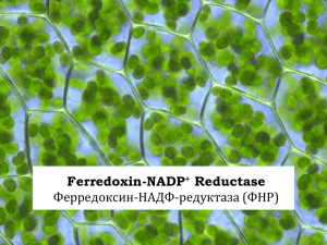 Ferredoxin-NADP+ Reductase