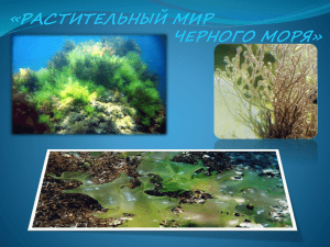 Презентация "Растительный мир Черного моря"