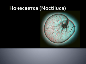Ночесветка (Noctiluca) Ночесветки