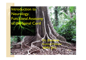 introduction to neurology. functional anatomy of the spinal cord