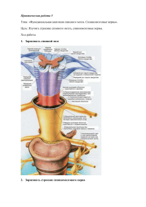 Практичнская работа по теме: "Функциональная анатомия спинного мозга. Спинномозговые нервы"