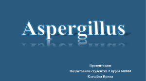 аспергилус
