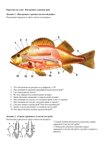 Карточка. Домашнее задание по теме: Внутреннее строение рыб. Биология. 7 класс