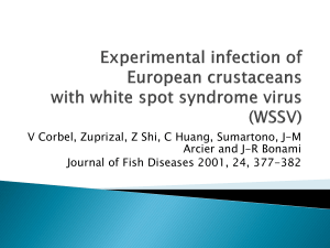 Experimental infection of European crustaceans