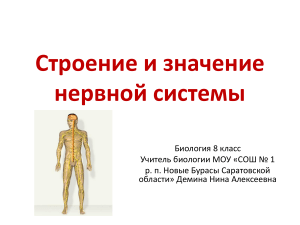 Презентация по биологии  Строение и значение нервной системы  (8 класс)