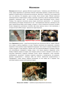 Доклад-по-Биологии-5-класс-на-тему-Моллюски