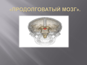 продолговатый мозг