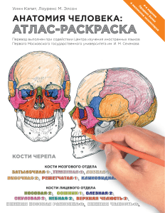 Anatomia cheloveka Atlas-raskraska