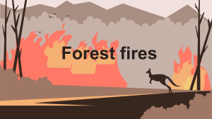 FOREST FIRES