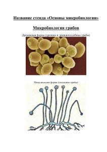 микробиология (2)