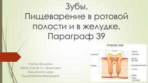 Зубы. Пищеварение в ротовой полости и в желудке  (8 класс)