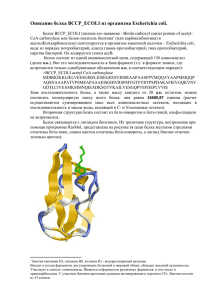 Файл с характеристикой белка BCCP