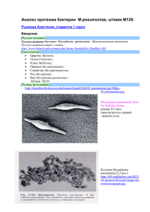 Анализ протеома бактерии M.pneumoniae, штамм M129.