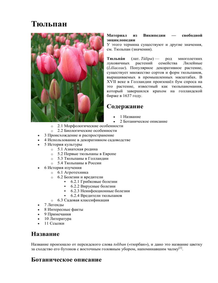 Какой тип питания характерен для тюльпана лесного. Тюльпан голландский таксономия. Описание цветка тюльпана 6 класс биология. Характеристика цветка тюльпан биология 6 класс. Характеристики тюльпана биология 10 класс.