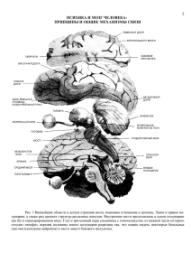 Рис. 1 Важнейшие области и детали строения мозга