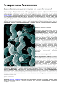 Бактериальные болезни птиц