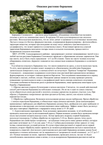 Опасное растение борщевик - Администрация Александровского