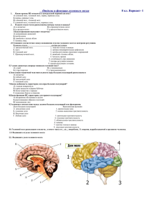 Отделы и функции головного мозга 8 кл. Вариант