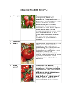 Высокорослые томаты.