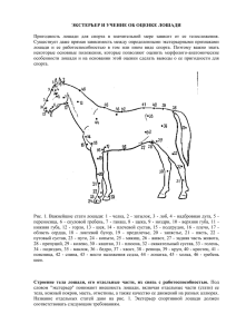 Экстерьер и учение об оценке лошади