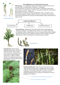 Классификация растений. Высшие растения.