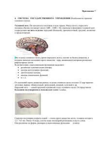 Приложение 7  Головной мозг.