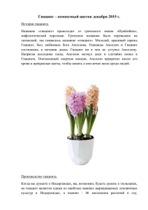 Гиацинт – комнатный цветок декабря 2015 г