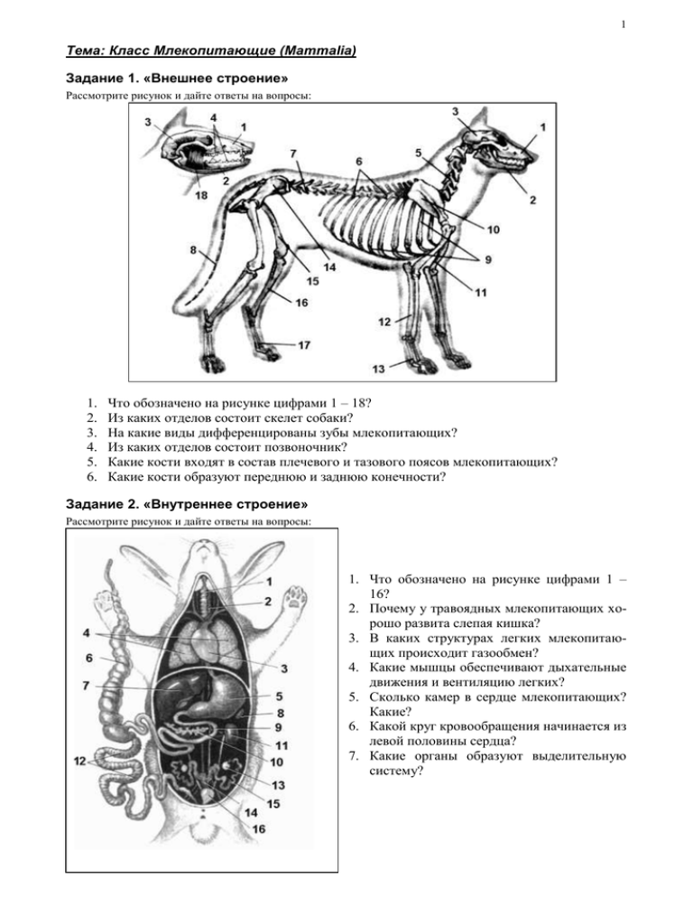 Тест млекопитающие 7 класс биология с ответами. Класс млекопитающие внешнее строение схема. Задание внешнее строение млекопитающих. Класс млекопитающих . Задания. Внешнеестраение млекопитающих.