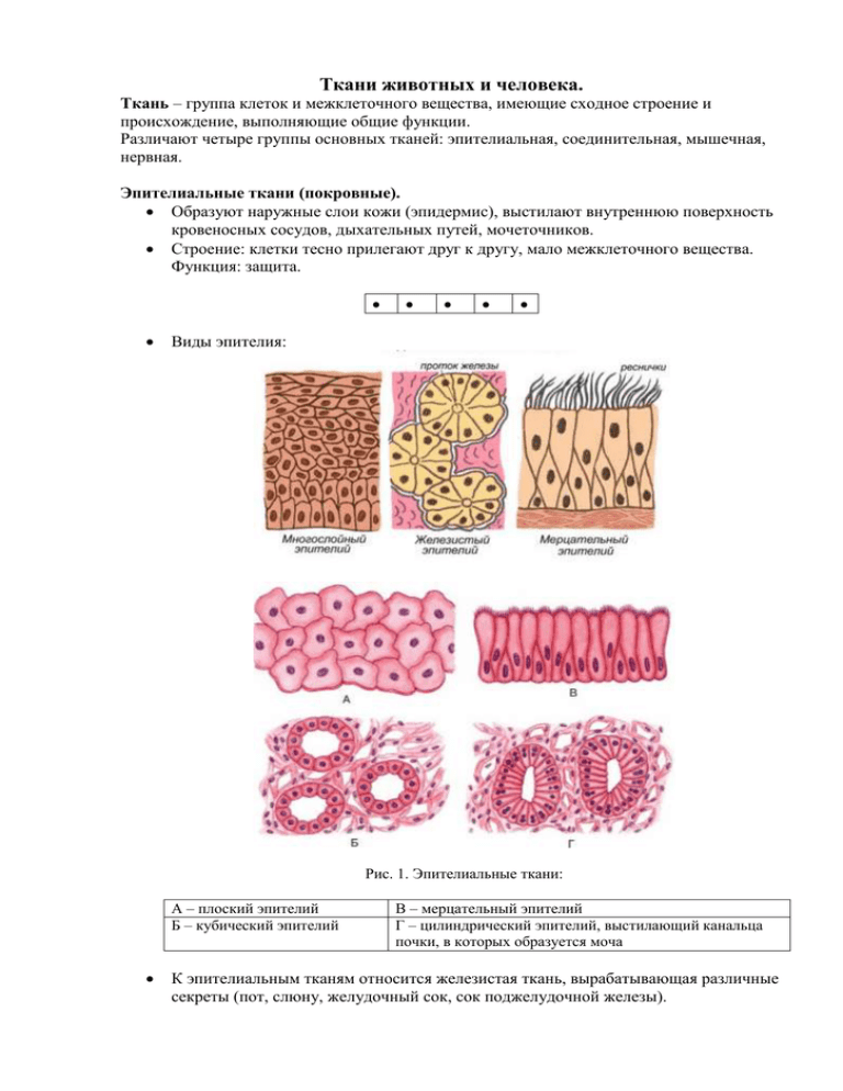 Пример эпителиальной ткани человека. Строение ткани эпителиальной ткани. Строение эпителиальной ткани человека 8 класс биология. Строение эпителиальной клетки схема. Строение и функции эпителиальной и соединительной ткани.