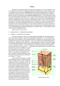 Кожа