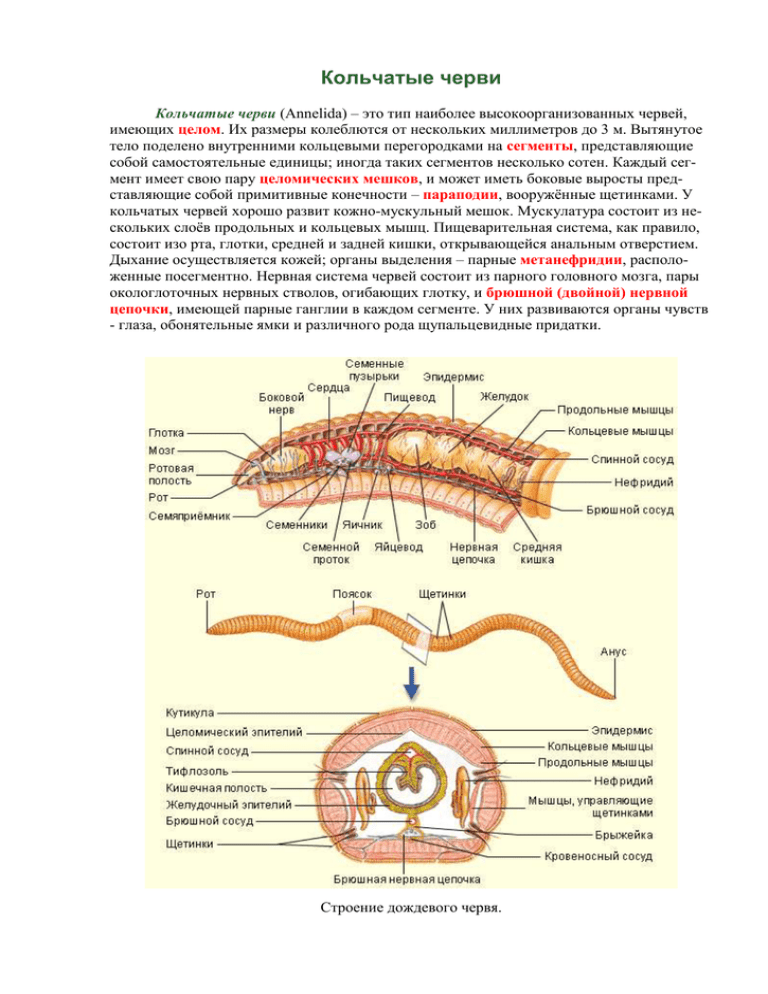Слои кольчатых червей. Особенности строения половой системы кольчатых червей. Целомический мешок у кольчатых червей. Строение кишечника кольчатых червей. Кольчатые черви половая система.