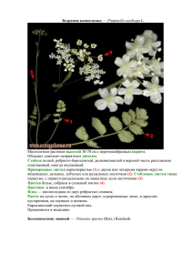 study-12237-opredelitelrasteniy