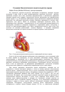 Создание биологического водителя ритма сердца Майкл Розен (Michael R.Rosen), доктор медицины