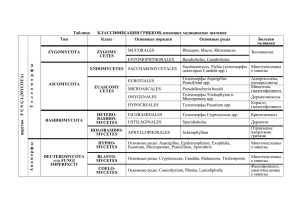 Таблица КЛАССИФИКАЦИЯ ГРИБКОВ, имеющих медицинское