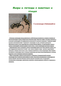 Мифы и легенды о животных и птицах  Саламандра (Salamandra)