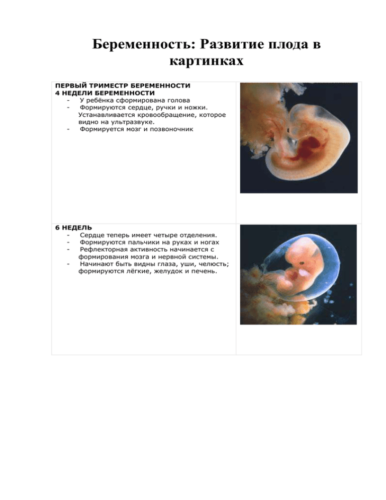 Что происходит в первую неделю. Сроки развития плода по неделям. Формирование эмбриона в 4 недели беременности. Периоды развития плода по неделям в картинках. Стадии беременности развитие плода.