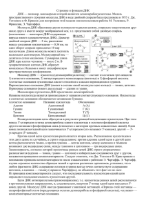 Строение ДНК