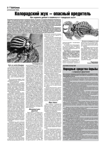 Колорадский жук – опасный вредитель