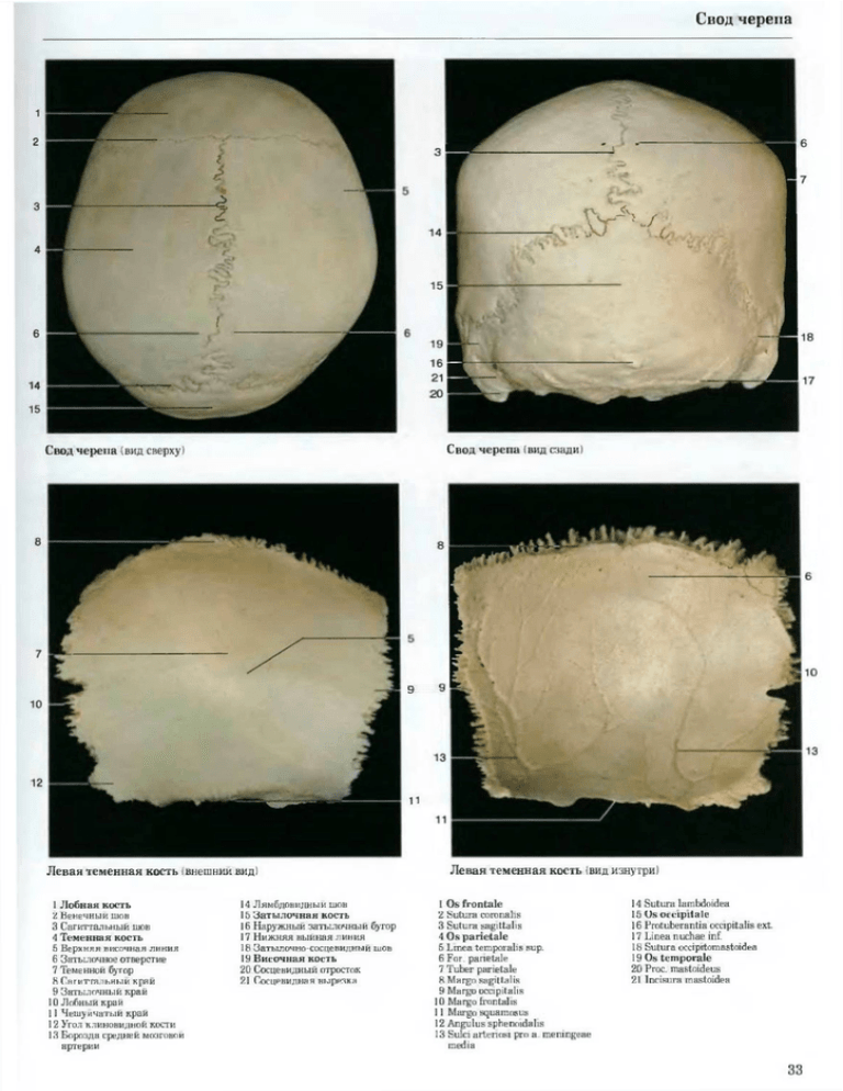 Свод черепа анатомия картинки